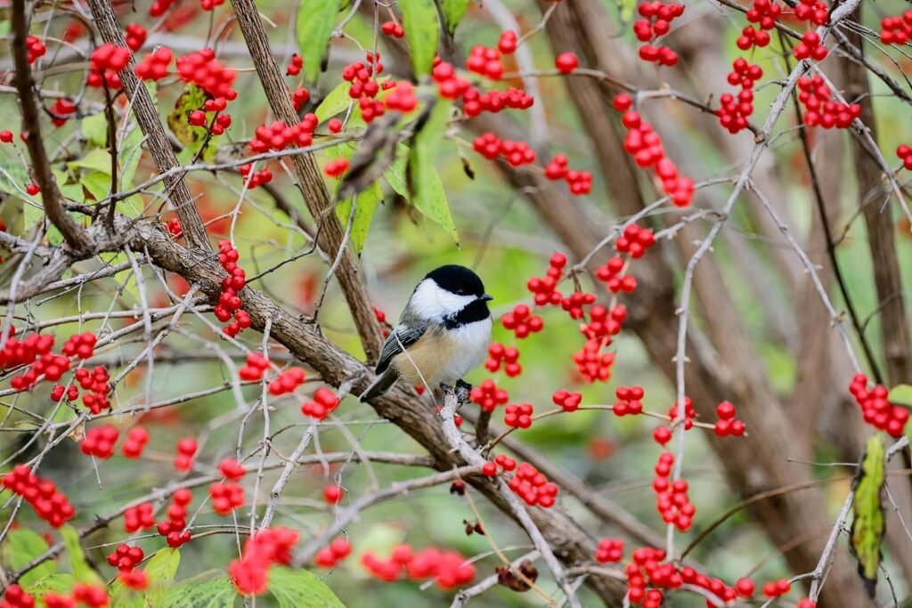 A black-capped chickadee perched on a branch surrounded by vibrant red berries.
