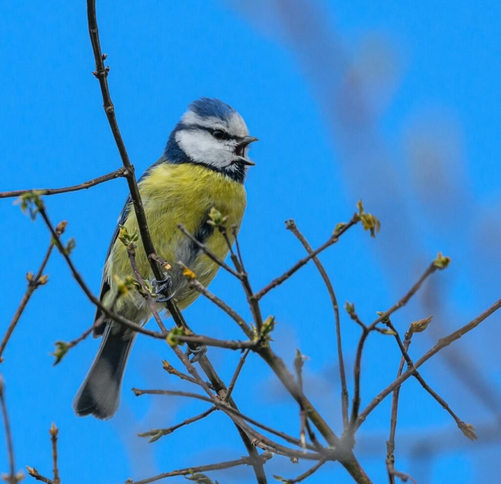 A vibrant Eurasian blue tit (Cyanistes caeruleus) perched on a branch against a clear blue sky.