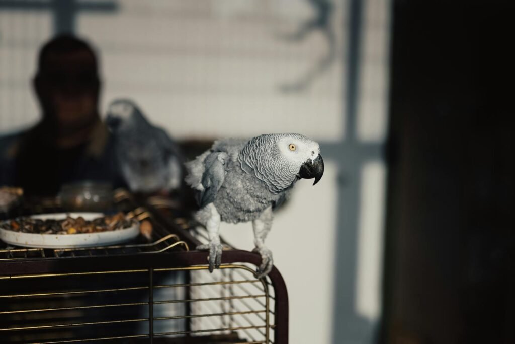 Close-up of an African Grey Parrot perched on a cage, warmly lit by sunlight in Istanbul.