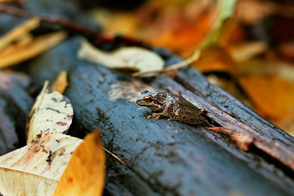 brown frog on tree log with leaves