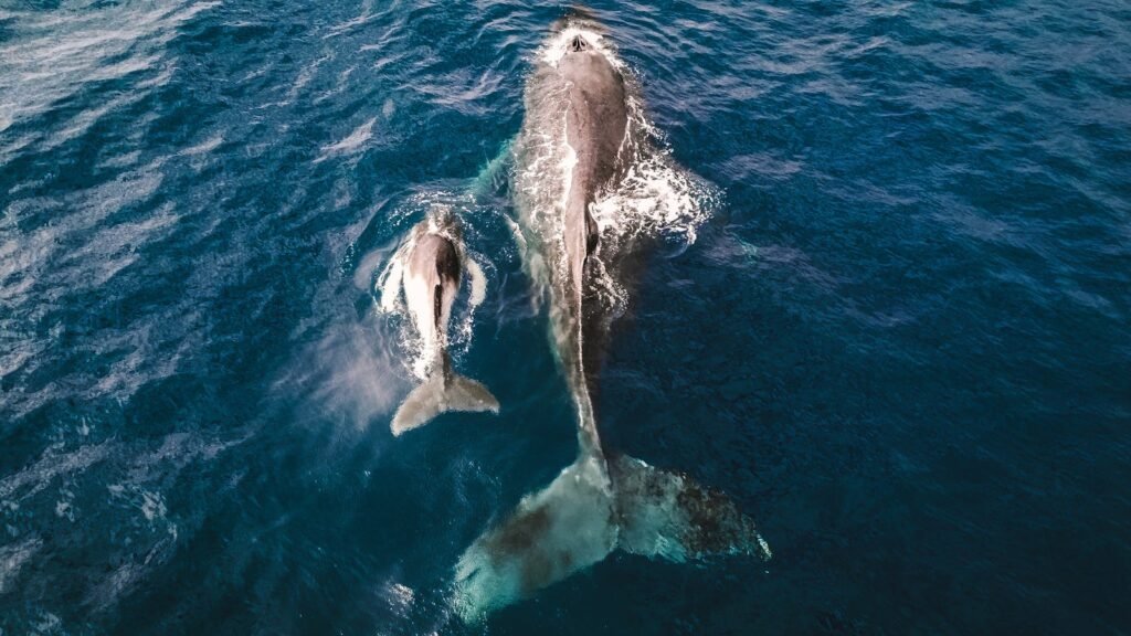 Drone shot capturing a majestic whale mother and calf swimming in the clear waters of La Réunion.