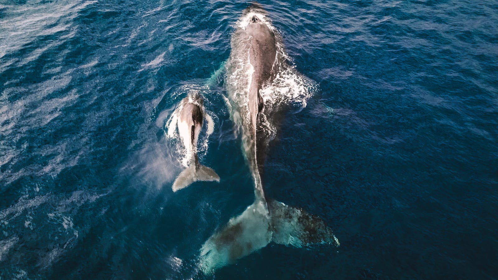 The Largest Whale Ever Recorded – It Dwarfs Every Other Marine Animal