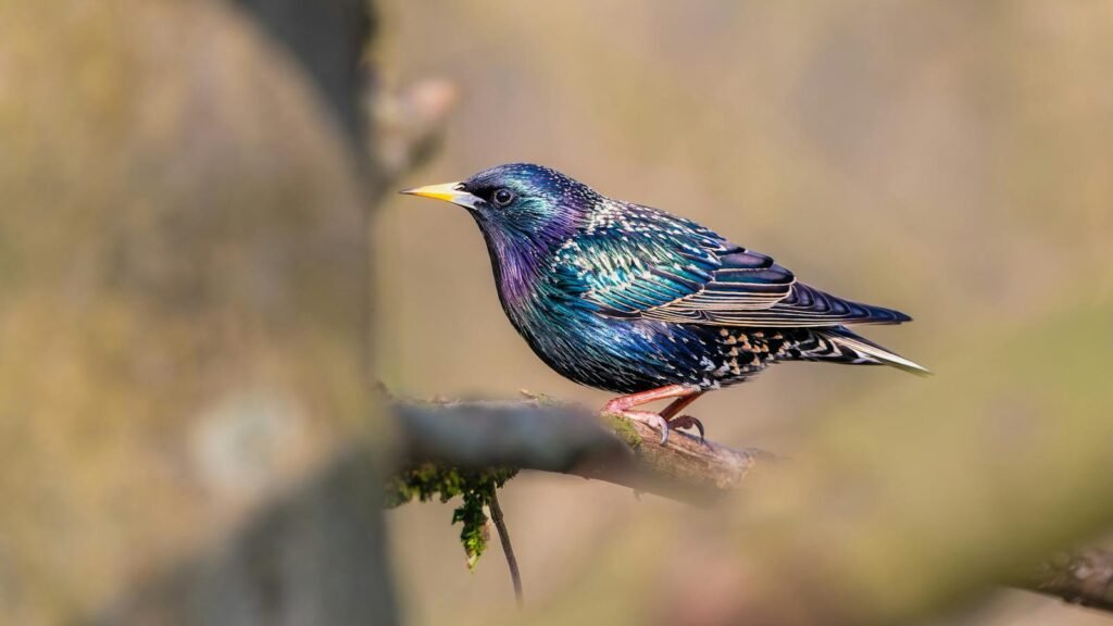Close-up of a colorful common starling on a branch in natural setting.