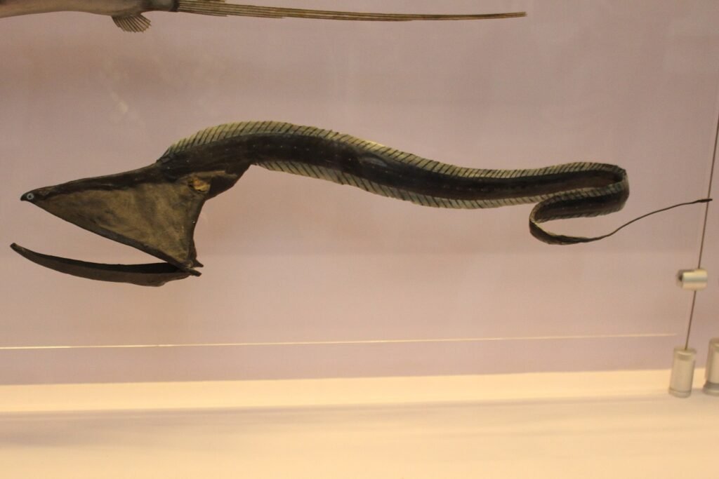 Model of a gulper eel