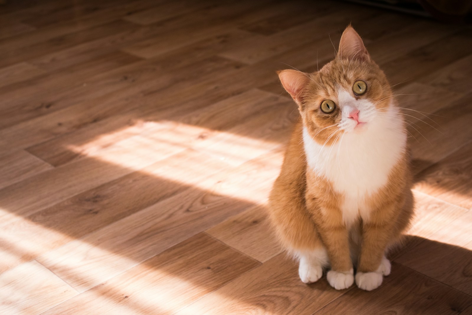 These Cat Breeds Are Way More Popular Than You’d Expect