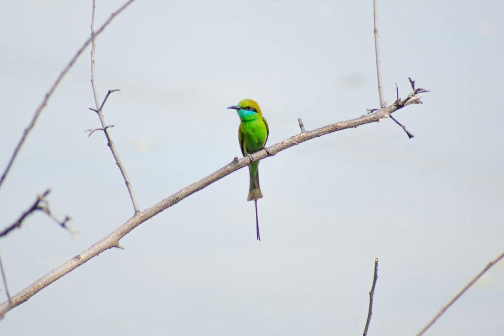 A vivid green bee-eater perched gracefully on a bare branch, showcasing its stunning plumage.
