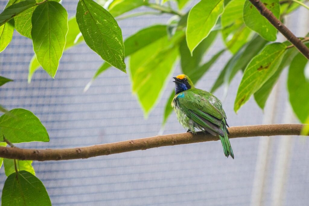 Colorful bird perched on a branch surrounded by green leaves in an outdoor garden setting.