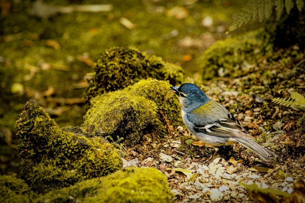 A vibrant finch perched on a moss-covered forest floor, capturing nature's beauty.