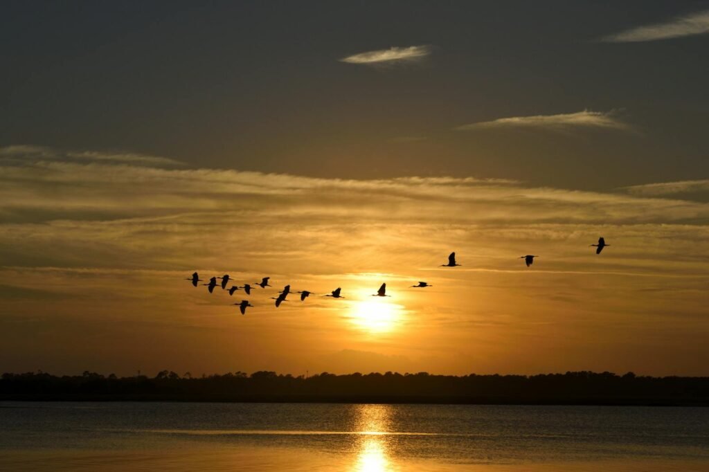 A serene view of birds flying at sunrise over a calm ocean, creating a vibrant seascape.