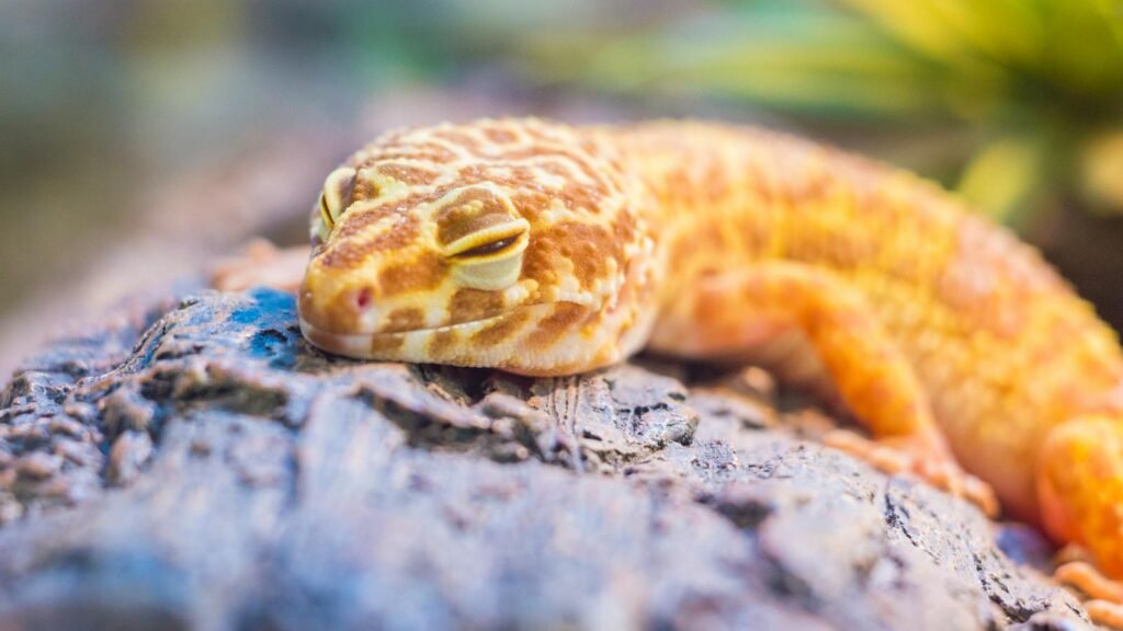 Close-up of a vibrant leopard gecko resting on a textured rock in a natural setting.