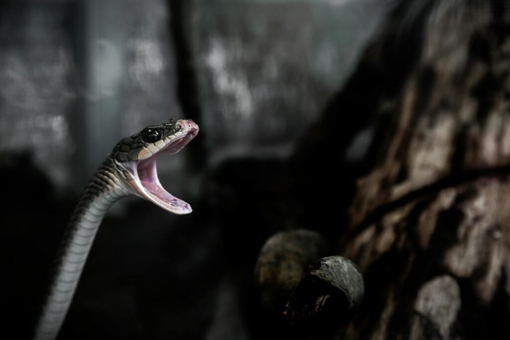 Dramatic close-up of a snake with open mouth in a dark, forest-like setting.