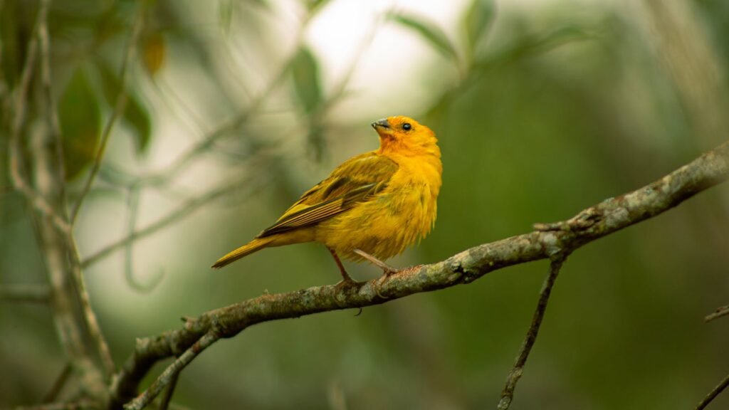 A golden warbler perches gracefully on a tree branch in natural habitat.