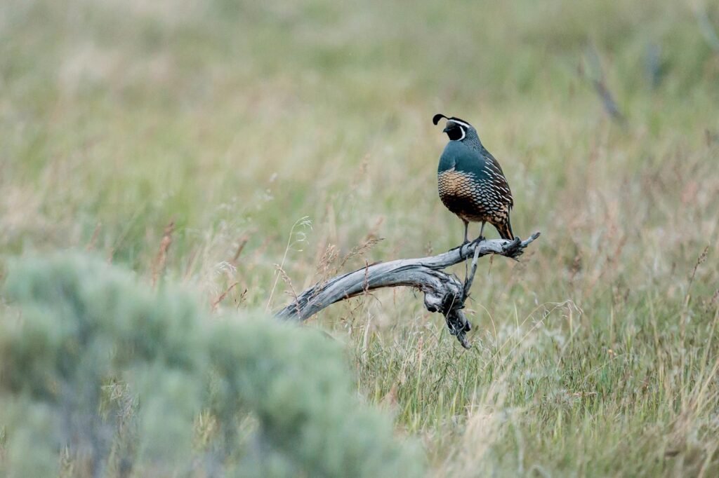 A California Quail perched on a branch in a grassland setting, showcasing its vibrant plumage.