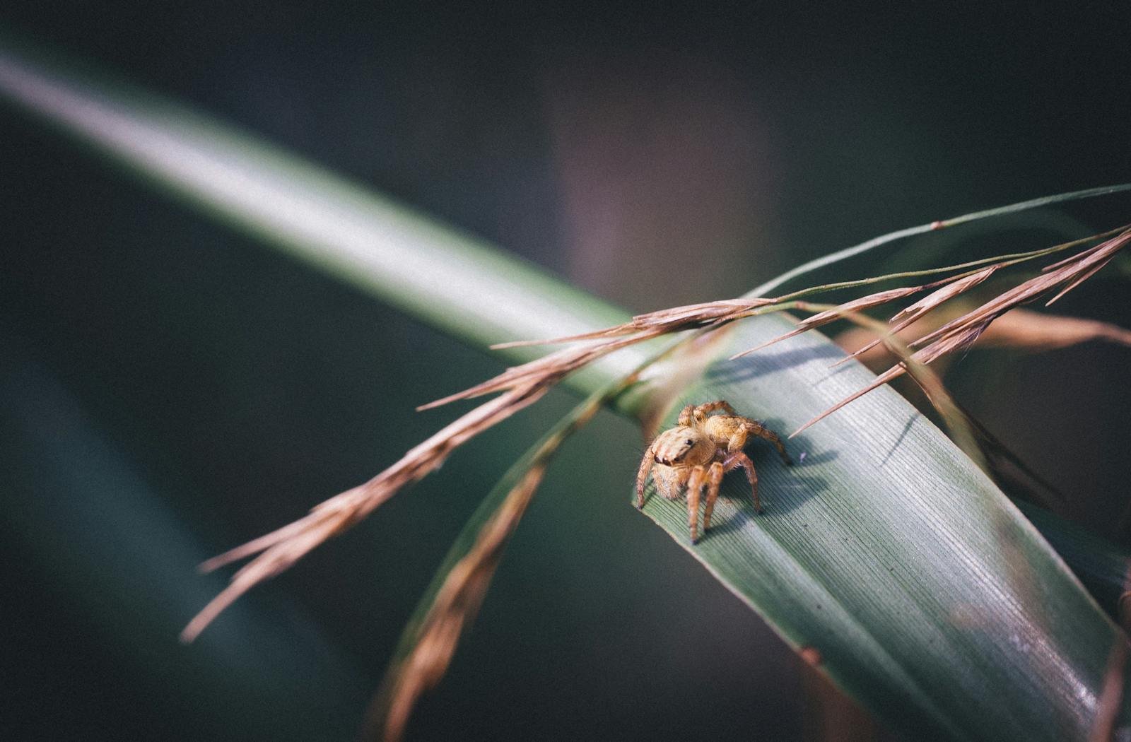 Macro shot of a tiny spider perched on a green leaf amidst dry foliage, highlighting details.