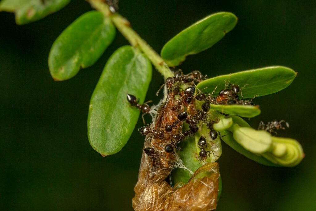Close-up macro photography of ants crawling on green leaves, highlighting their natural behavior.