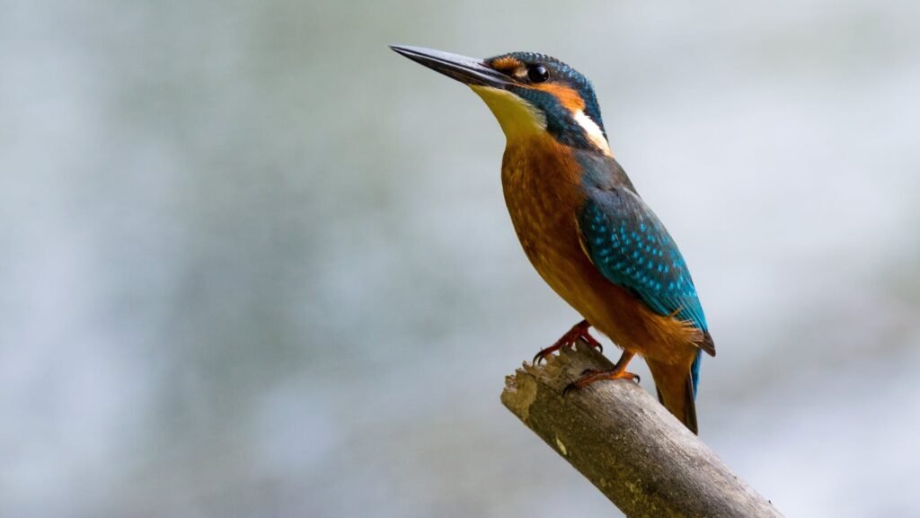 A vibrant common kingfisher (Alcedo atthis) perched gracefully on a branch.
