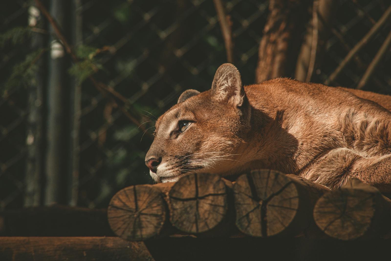 The Role of Mountain Lions in Keeping Wildlands Healthy