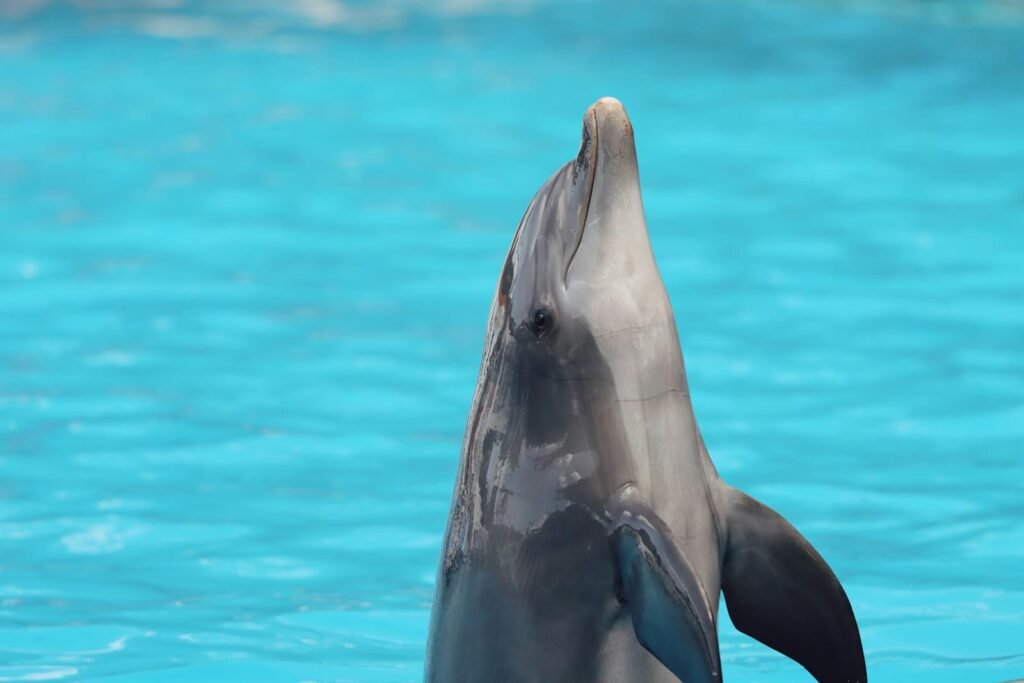 A dolphin joyfully emerging from a pool in Lisbon, Portugal.