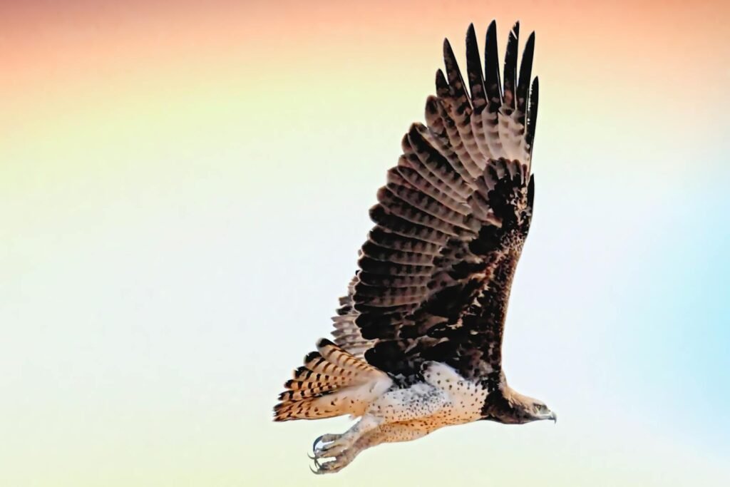 A stunning close-up of a hawk gliding through a vibrant sky, showcasing its majestic wingspan.