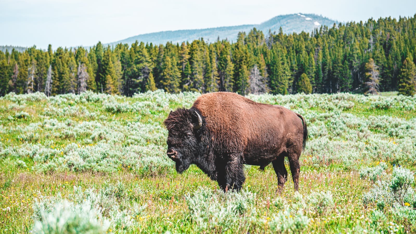 Why Bison Reintroduction Is Crucial for Prairie Ecosystems