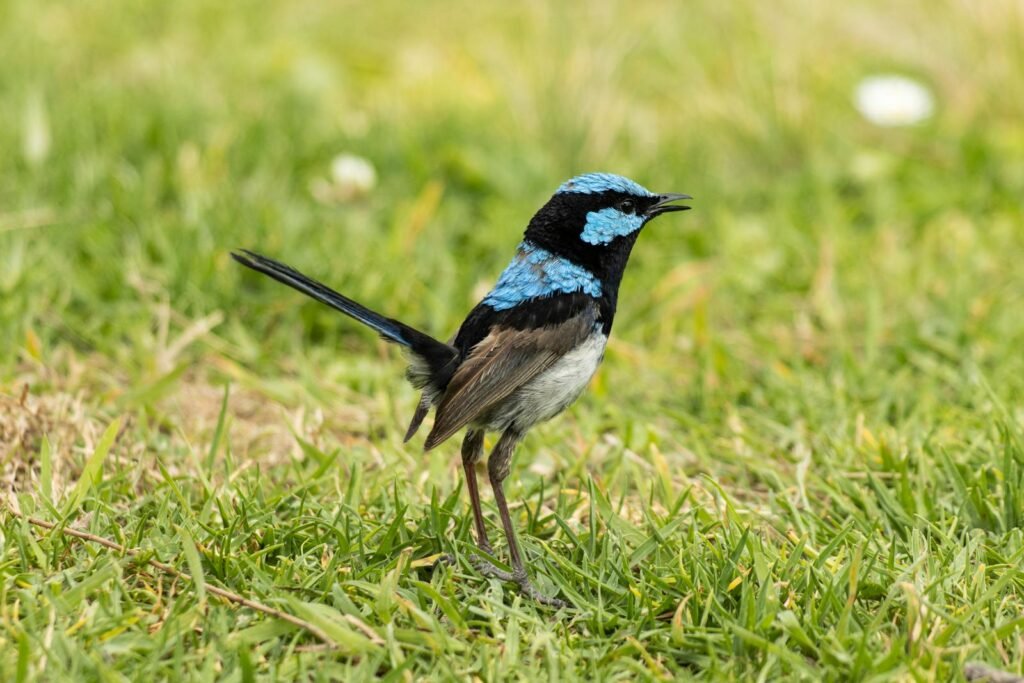Close-up of a colorful male Superb Fairywren singing in Melbourne.