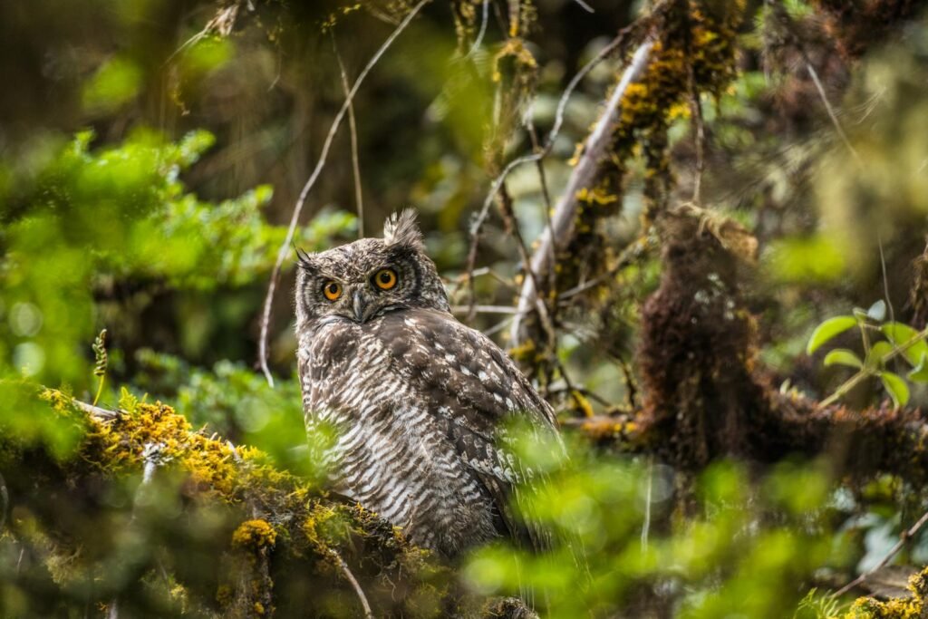 A striking Magellanic horned owl perched among lush foliage in Colombia's wilderness.