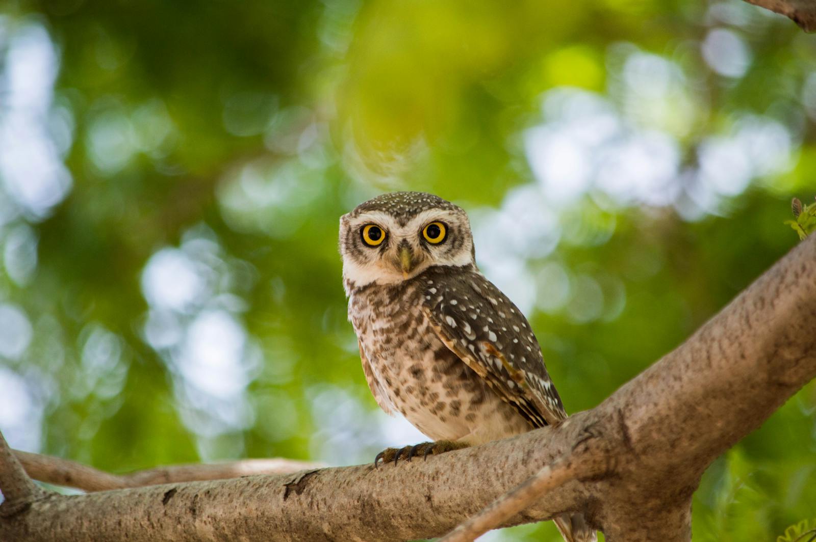 The Owl That Bobs Its Head Like It’s Listening to Lo-Fi Beats