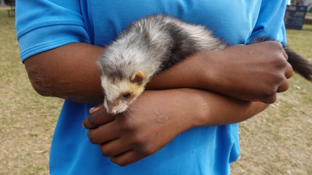 Close-up of a person in a blue shirt holding a cute ferret outside.