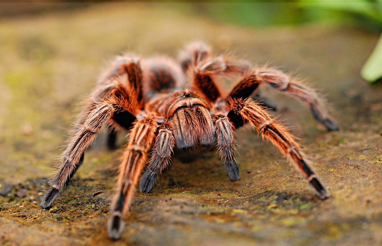 The Non-Venomous Spider That Uses Fake Vibrations to Lure Prey