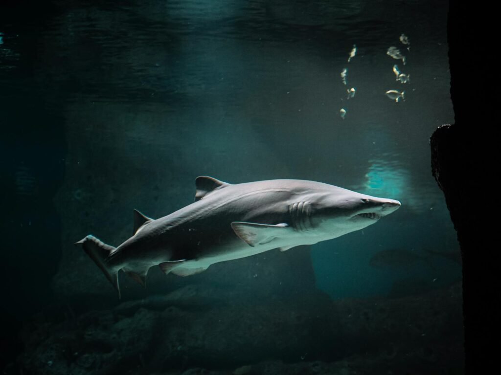 Captivating image of a shark gracefully swimming in an aquarium's deep waters.