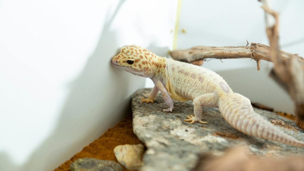 Leopard gecko exploring its habitat, showcasing distinctive spotted pattern.