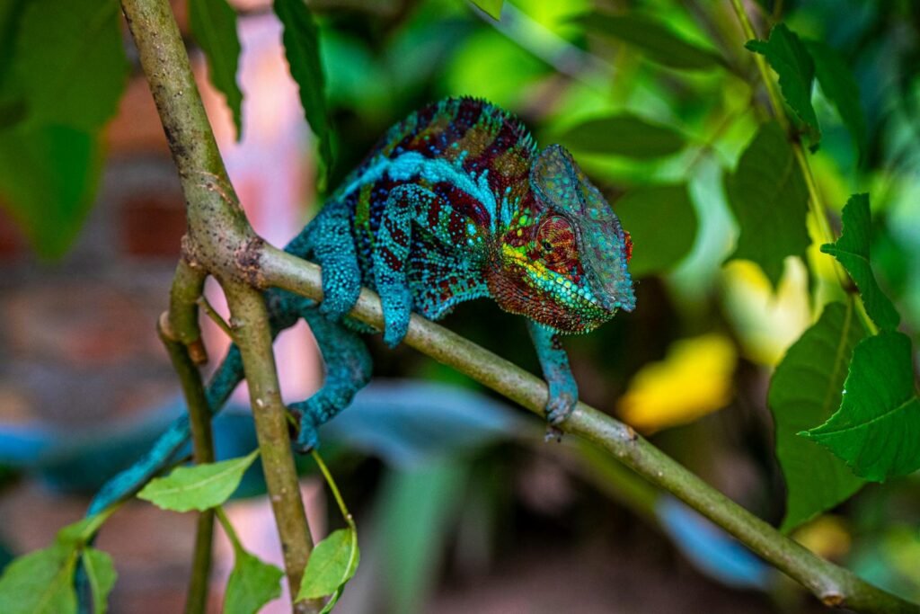 Vibrant chameleon blending in on a branch amidst lush tropical leaves, showcasing camouflage.