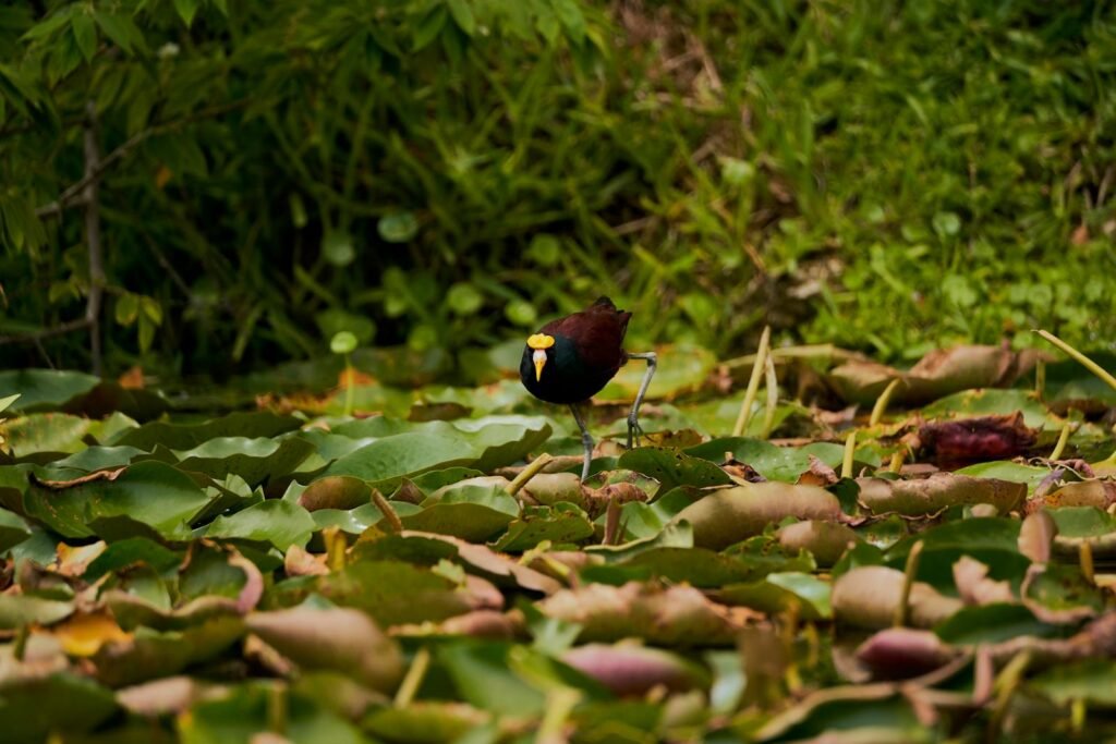 Jacana Norteña