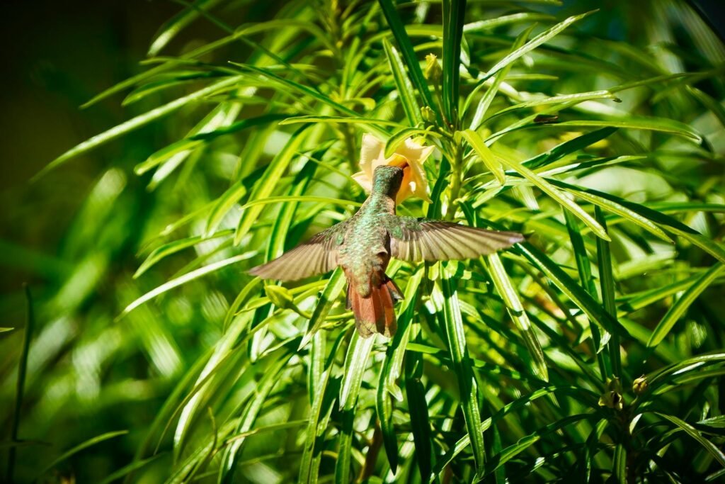 Vibrant hummingbird captured mid-flight while feeding from a flower in Mérida, Mexico.