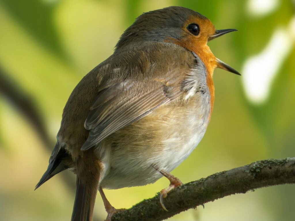 Close-up of a European Robin bird perched and singing on a tree branch.