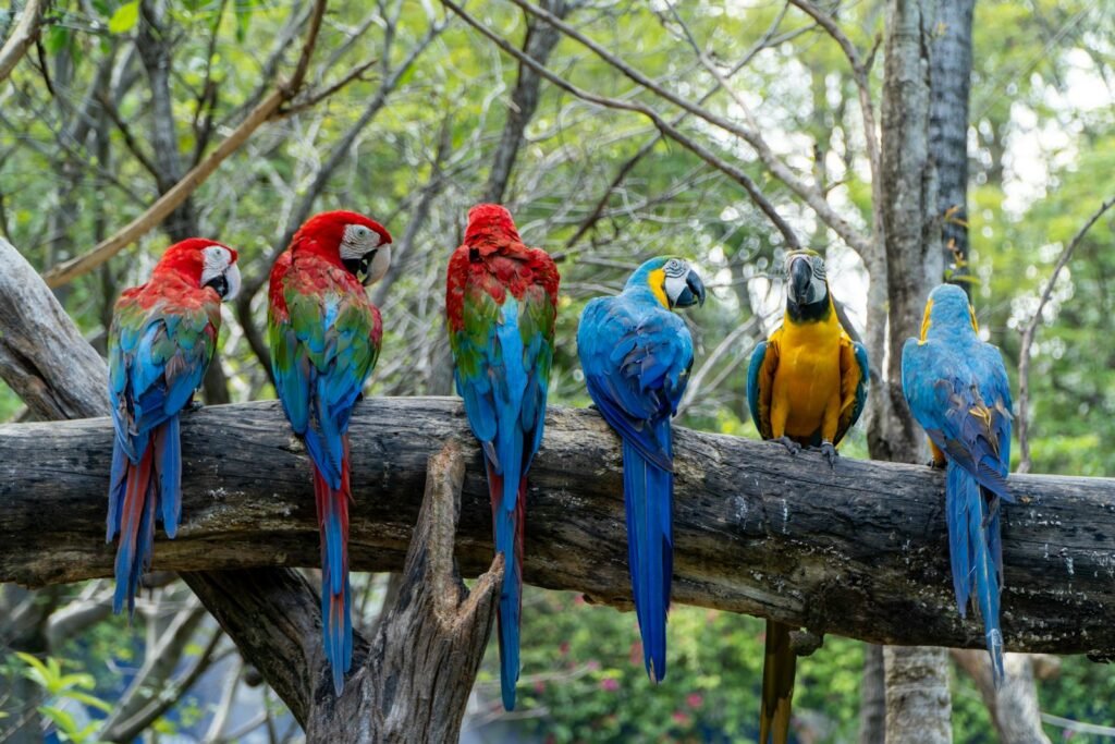 Colorful macaws perched on a tree branch in a Bangkok forest setting.