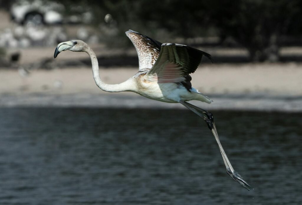 A flamingo effortlessly glides over tranquil water in a serene natural setting.