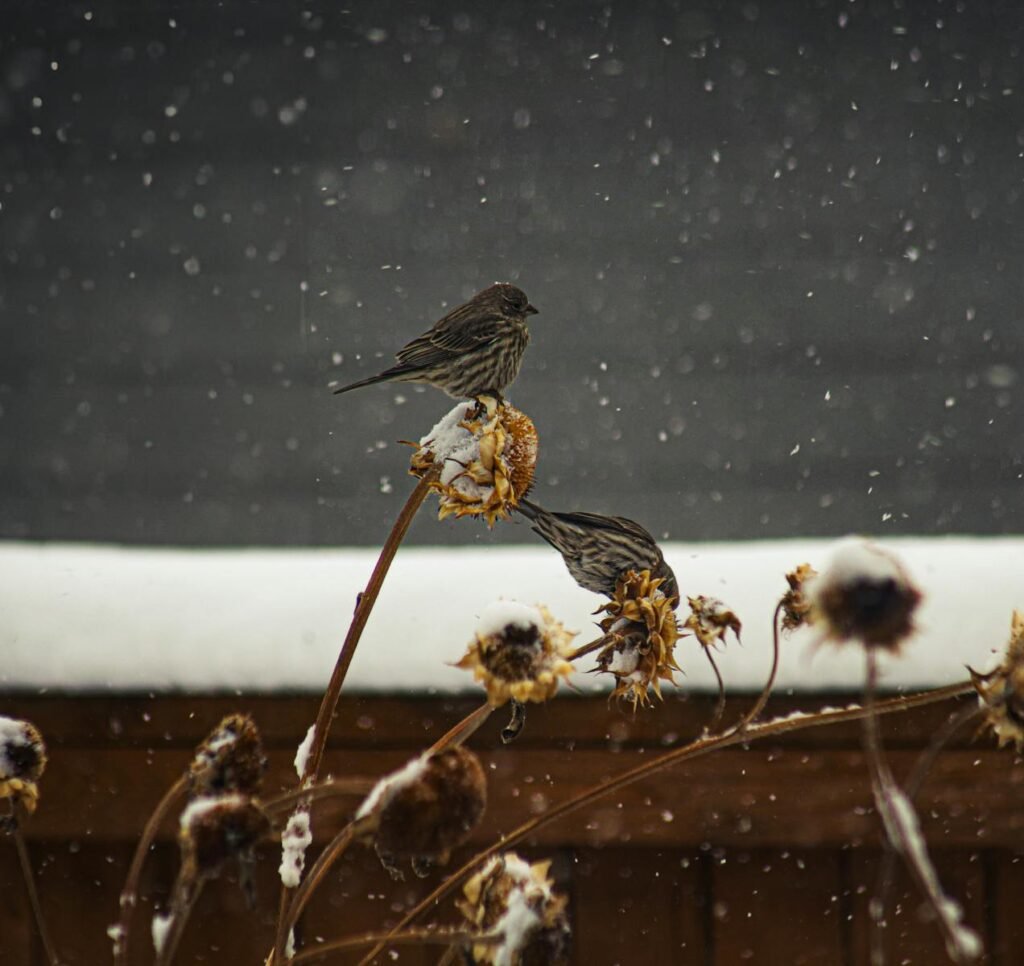 Two small birds on snow-laden stems during snowfall, creating a serene winter scene.
