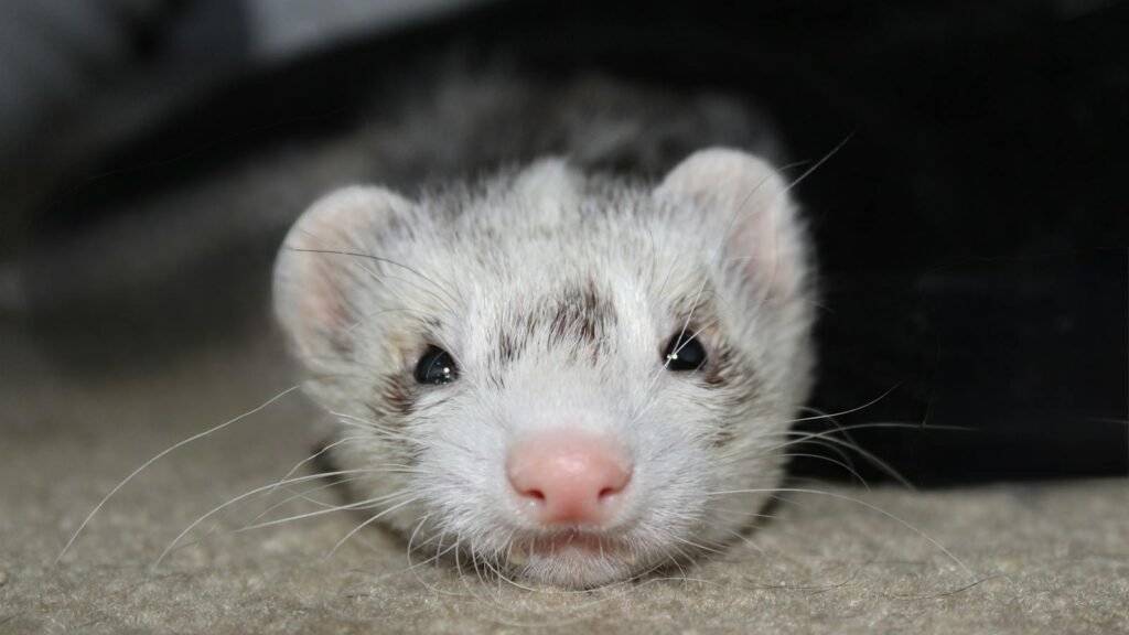 Close-up image of an adorable ferret resting indoors, showcasing its charming expression and soft fur.