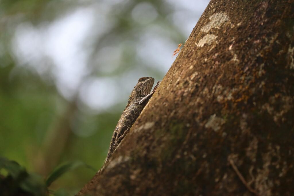 A lizard camouflaging on a tree trunk in its natural habitat.