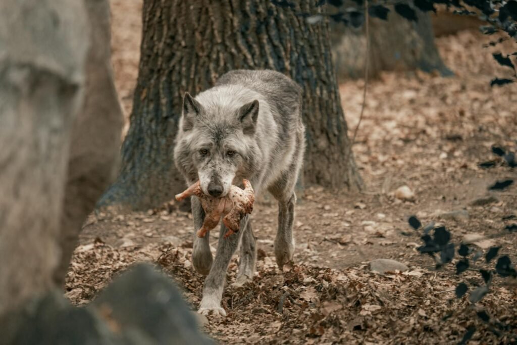 A lone wolf carries its prey in a natural forest environment.