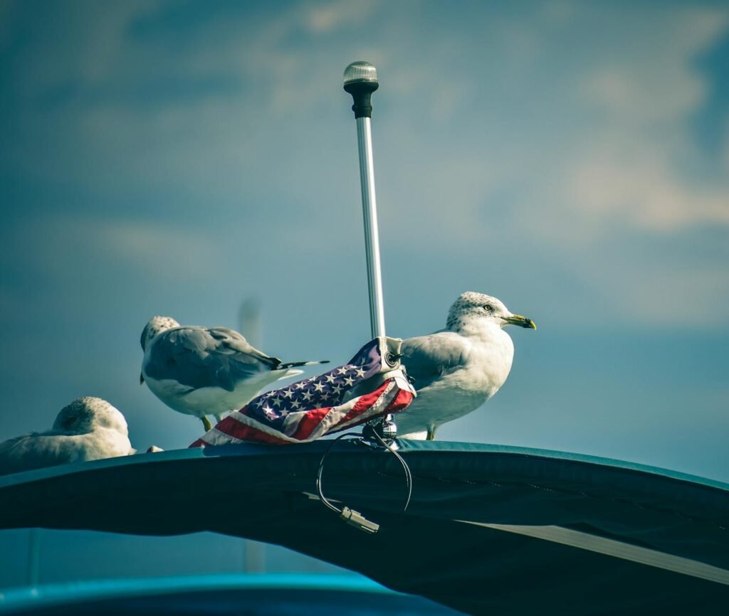 Seagulls perched on a boat with an American flag, set against a clear sky. Captured outdoors in daylight.