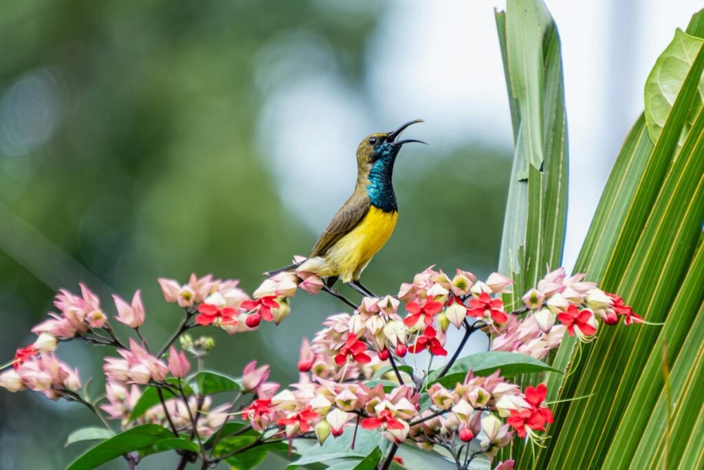 Elegant sunbird with bright plumage perched on colorful flowers, showcasing nature's beauty.