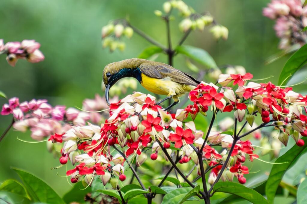 A sunbird perched on vivid red and white flowers in a lush green tropical setting.