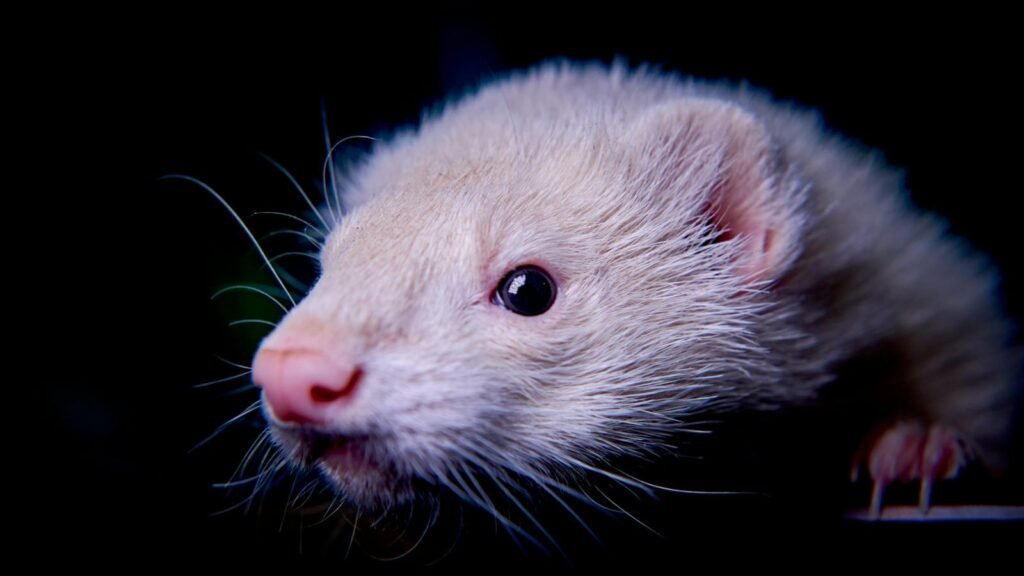 Intimate close-up of an albino ferret with bright eyes and whiskers against a dark background.