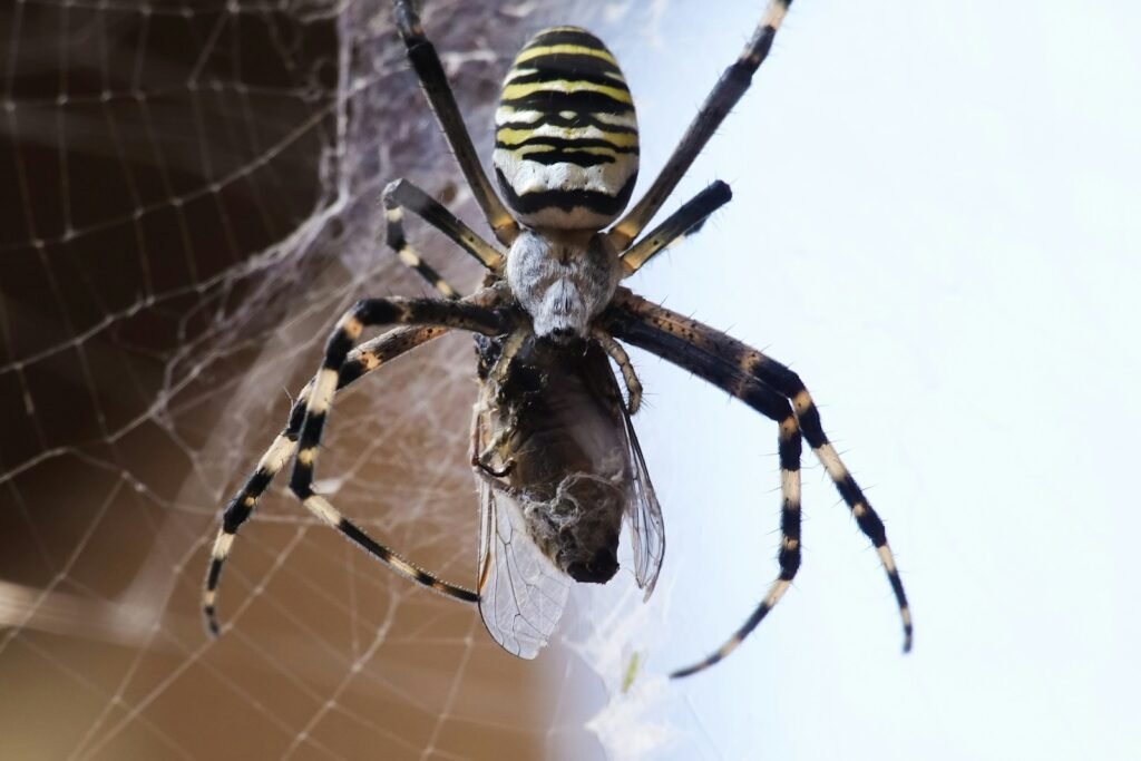 a close up of a spider on a web