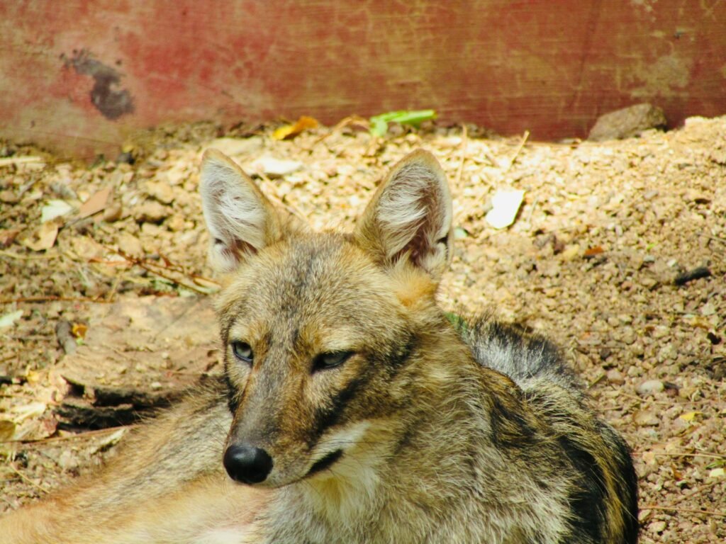 A wolf laying on the ground in the dirt