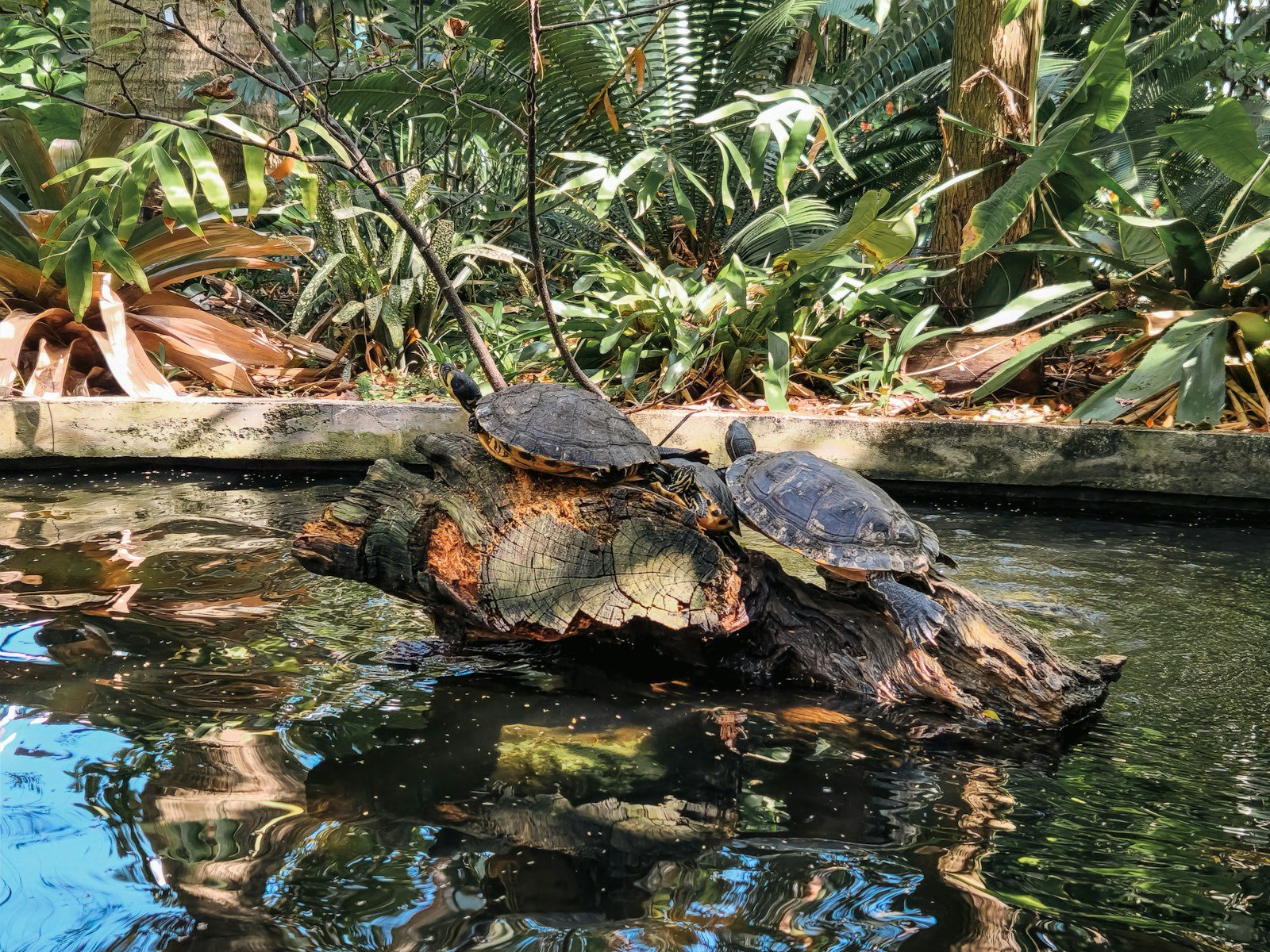 How to Provide Mental Stimulation for Pet Reptiles