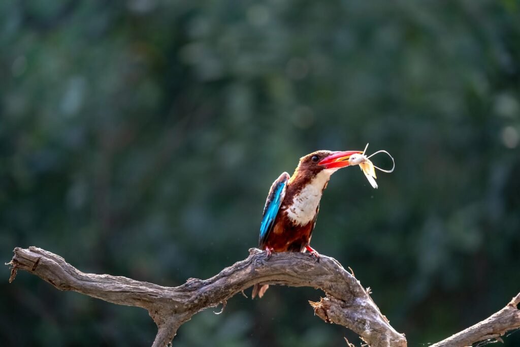 A kingfisher catches a fish while perched on a branch in the wild.