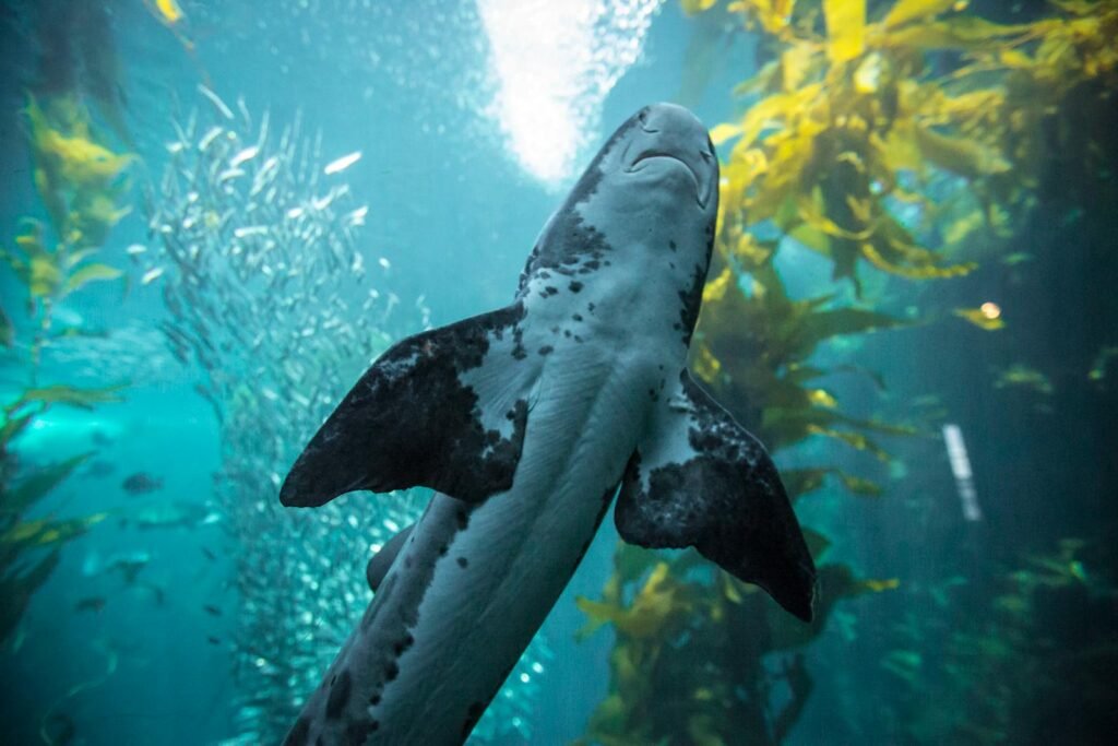 A leopard shark gracefully swimming through vibrant ocean waters surrounded by kelp.